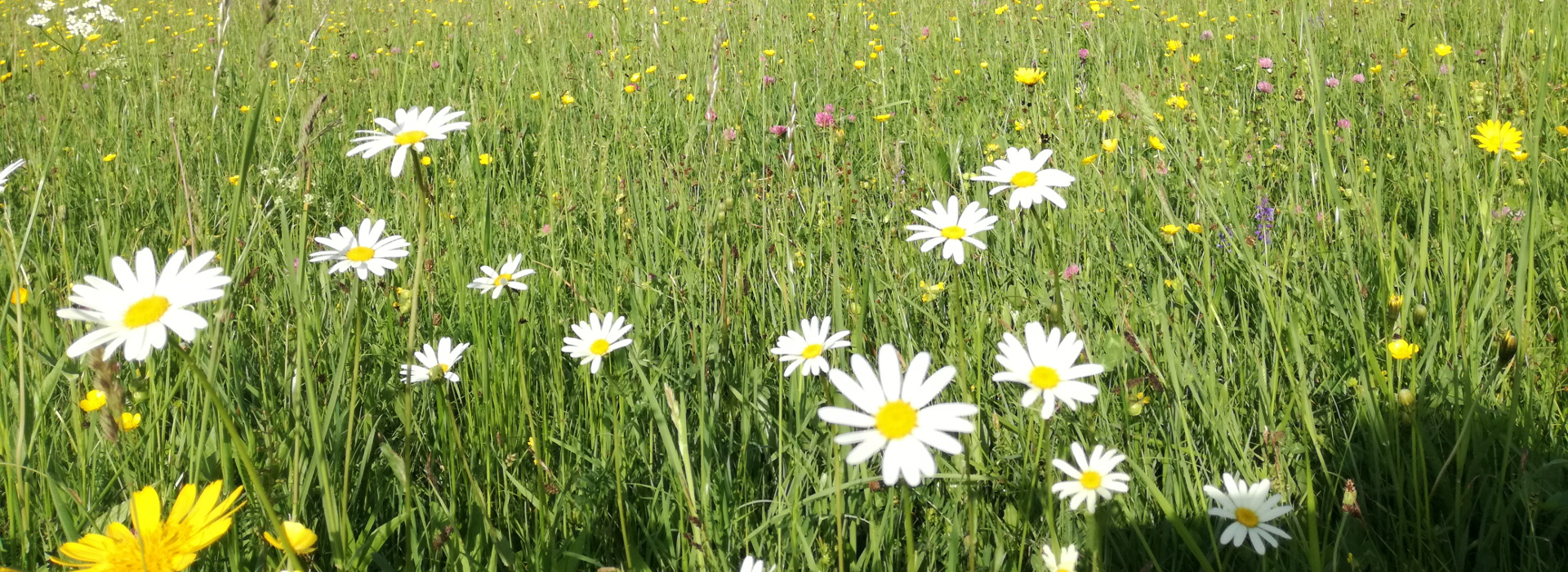 Stornobedingungen Sommer 2020