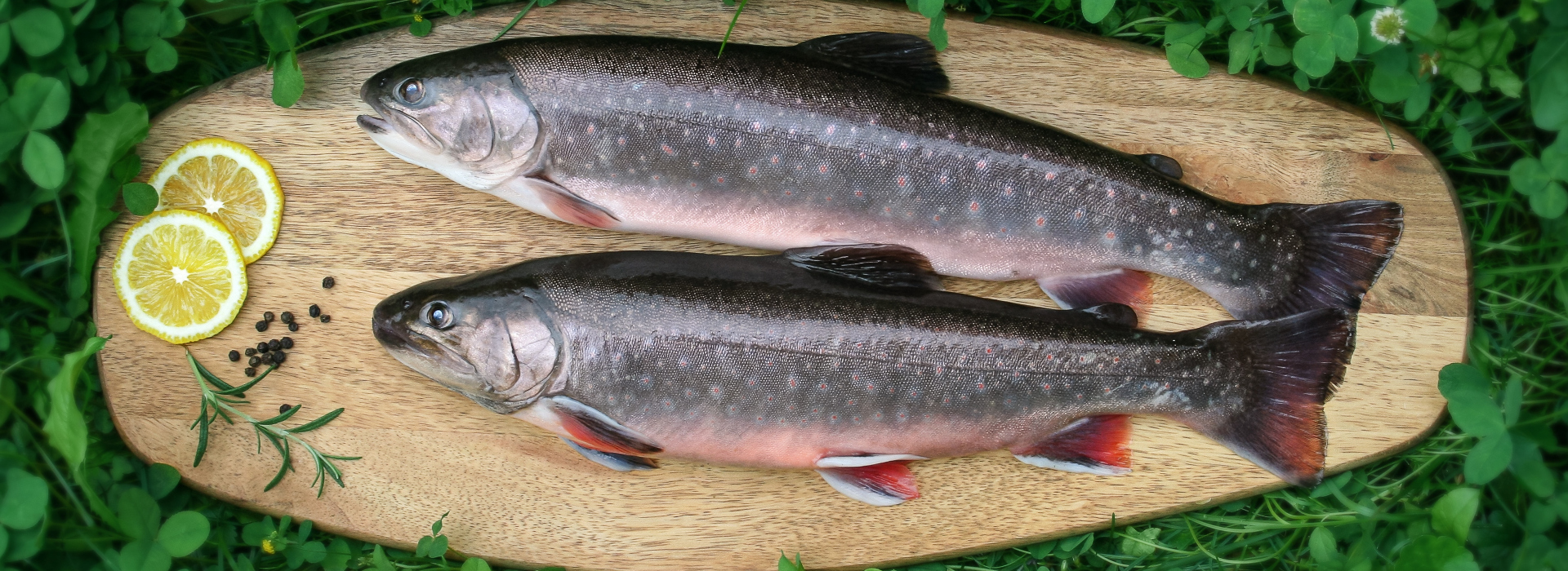 Decleva’s alpine fish for Mariazell