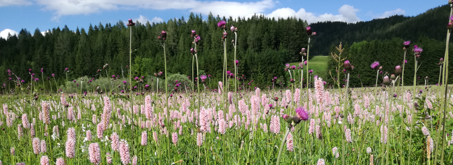Stornobedingungen Sommer 2020