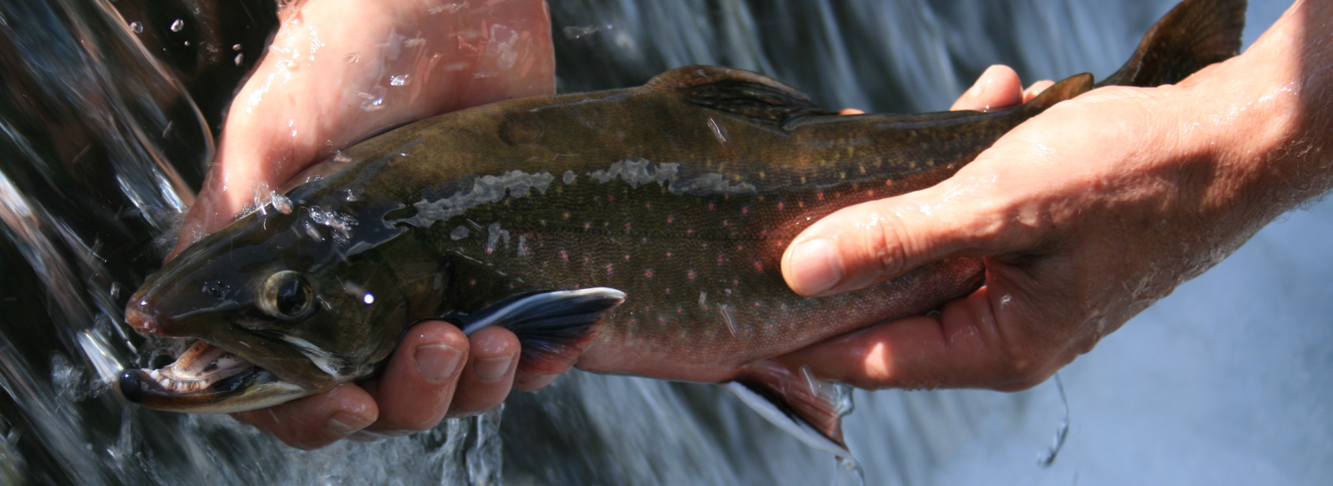 Decleva’s alpine fish for Mariazell
