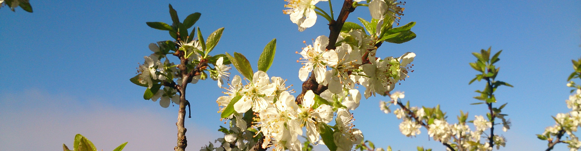 Blumen, © TVB Mariazeller Land