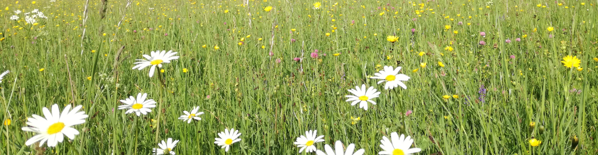 Sommerblumen, © TVB Mariazeller Land