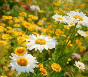 Sommerblumen Sommerblumen