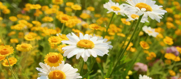 Sommerblumen Sommerblumen