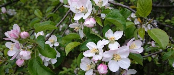 Apfelblüte © TVB Mariazeller Land/Digruber