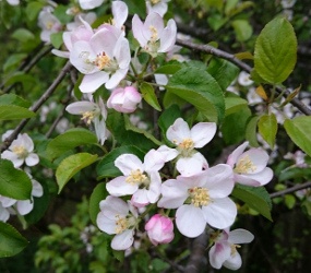 Apfelblüte © TVb Mariazellerland/Digruber