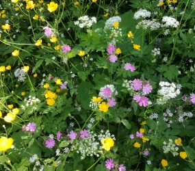 Blumenwiese © TVB Mariazeller Land/Digruber