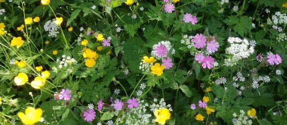 Blumenwiese © TVB Mariazeller Land/Digruber