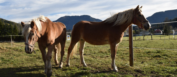 Reiten, © Gut Weißenbach