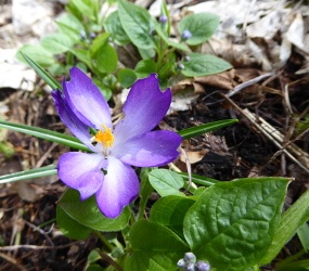 Immergrünblüte © TVB Mariazeller Land/Digruber