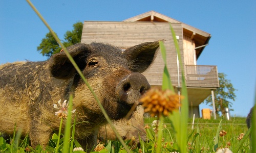 Mangaliza Ferkel, © Siegfried Rathner