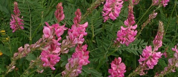 Sommerblumen pink Sommerblumen pink