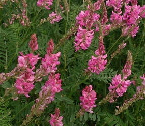 Sommerblumen pink