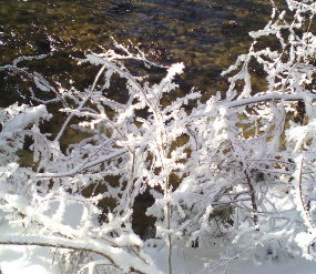 Winterzweige Winterzweige