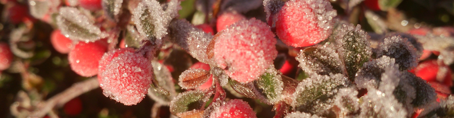 Beeren gefroren