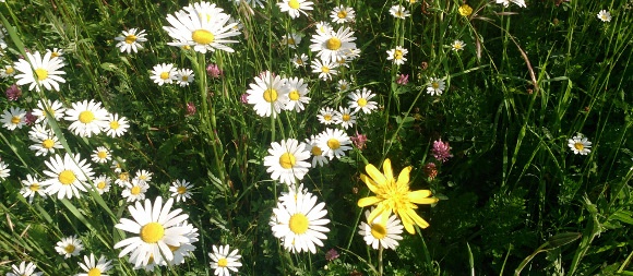 Blumenwiese Blumenwiese