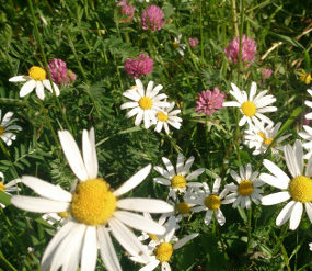 Sommerblumen