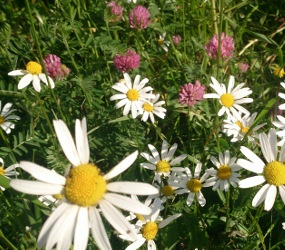 Sommerblumen