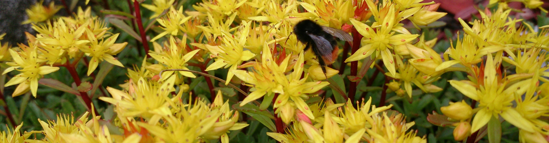 Sommerblumen, ©TVB Mariazeller Land