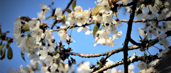 Frühlingsblüten