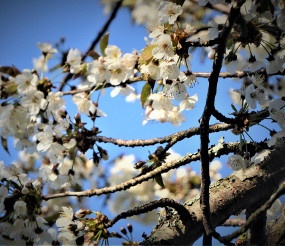 Frühlingsblüten