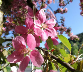 Frühlingsblumen, © TVB Mariazeller Land