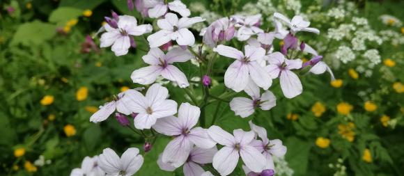 Frühlingsblumen, © TVB Mariazeller Land