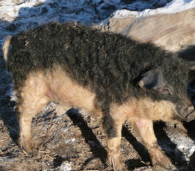 Wollschwein