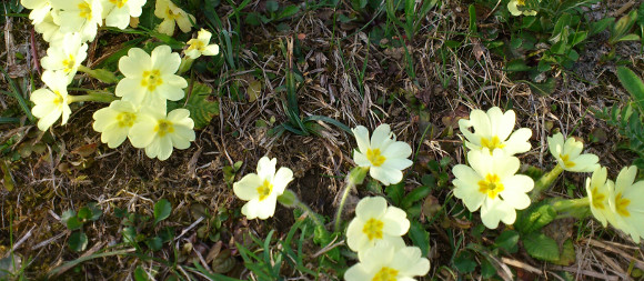 Frühlingsblumen Frühlingsblumen