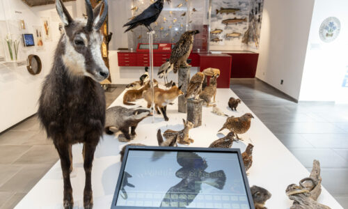 Naturkundemuseum Mariazell 1 © Fred Lindmoser Naturkundemuseum Mariazell 1 © Fred Lindmoser