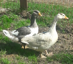 Gustav und Gisela, © Feldbauernhof