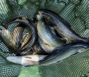 © decleva's alpenfisch © decleva's alpenfisch