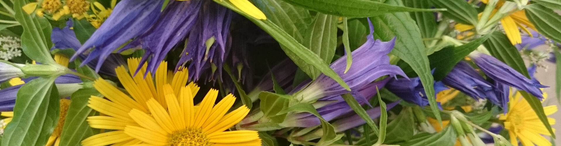 Enzian und gelbe blumen