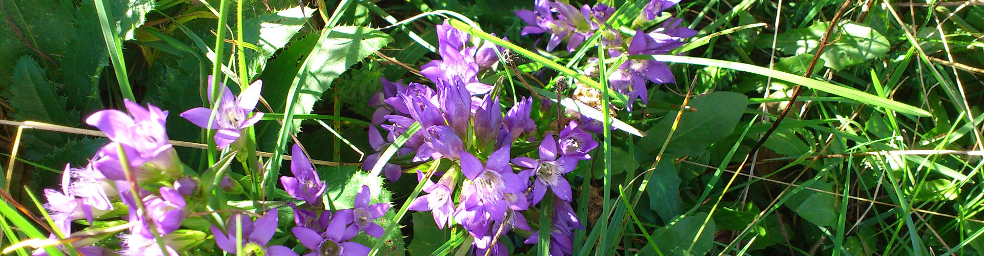 Sommerblumen