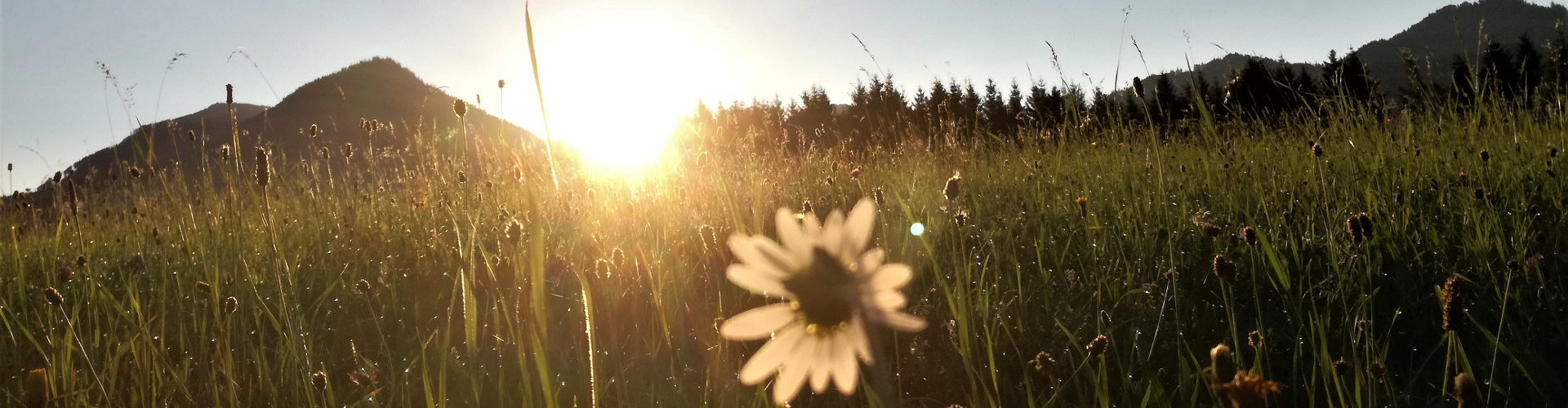 Sonnenuntergang mit Blume
