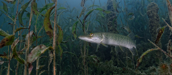 Fisch im Erlaufsee, © Franz Hajek