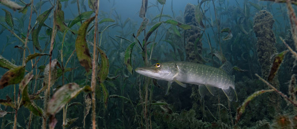 Erlaufsee, © Franz Hajek Erlaufsee, © Franz Hajek