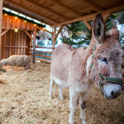 Mariazeller Advent - Lebendige Krippe, © TV Hochsteiermark | Fred Lindmoser