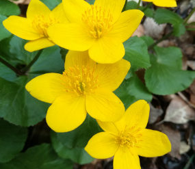 Frühlingsblumen, © TVB Mariazeller Land Frühlingsblumen, © TVB Mariazeller Land