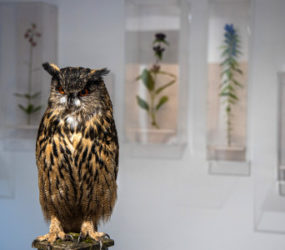 Naturkundemuseum, © www.mariazell.blog Naturkundemuseum, © www.mariazell.blog